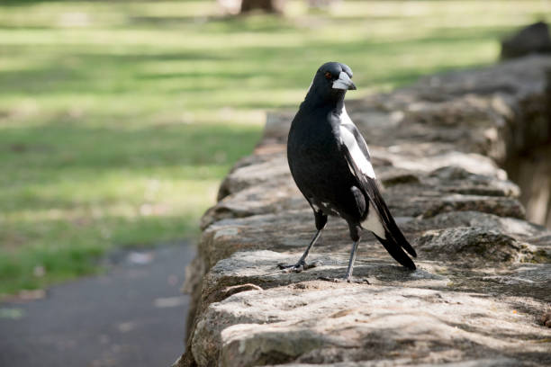 istock the magpie is resting on a wall 1858305490