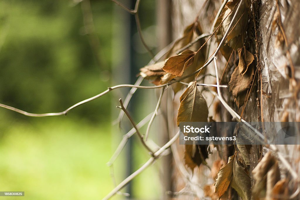 Vines - Lizenzfrei Bildschärfe Stock-Foto