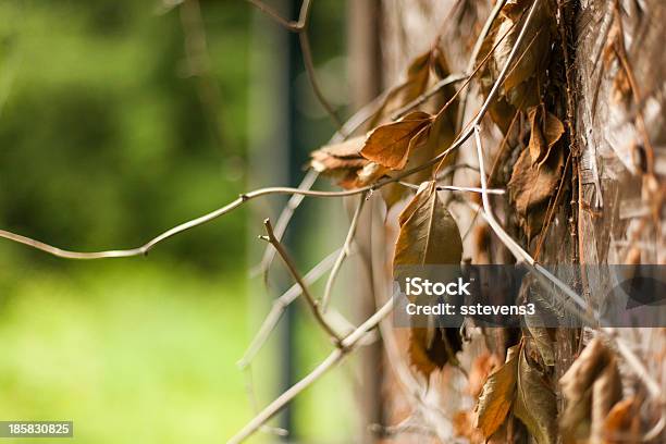 Vines Stockfoto und mehr Bilder von Bildschärfe - Bildschärfe, Blatt - Pflanzenbestandteile, Blockhütte