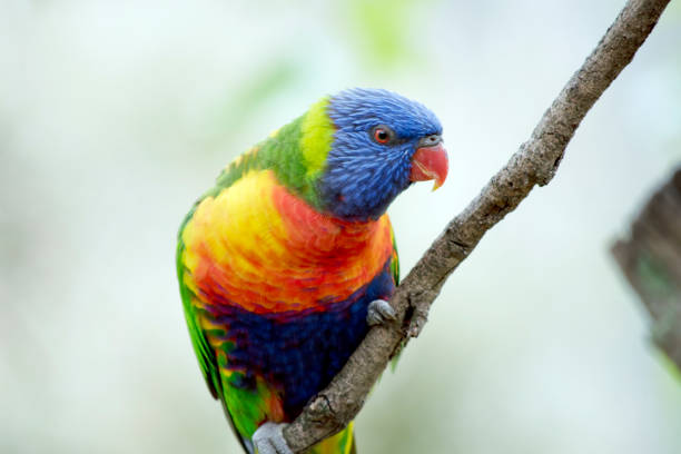 istock the rainbow lorikeet is perched on a small branch 1858308562