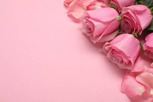 istock Beautiful roses on pink background, top view. Space for text 1858311673