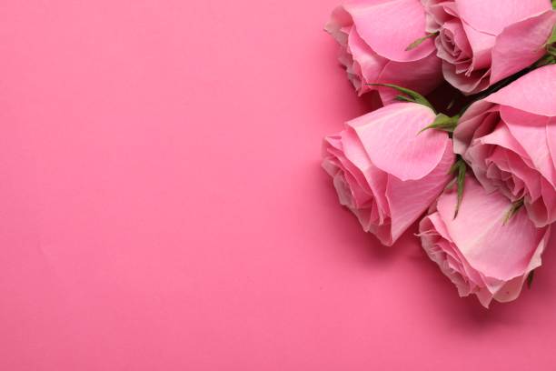 istock Beautiful roses on pink background, top view. Space for text 1858312680