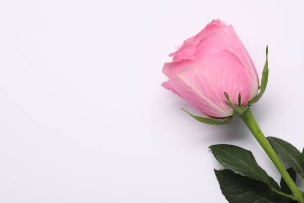 istock Beautiful pink rose on white background, top view. Space for text 1858313243
