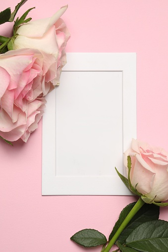 Empty white frame and beautiful roses on pink background, top view. Space for text