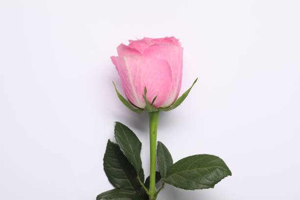 istock Beautiful pink rose on white background, top view 1858313781