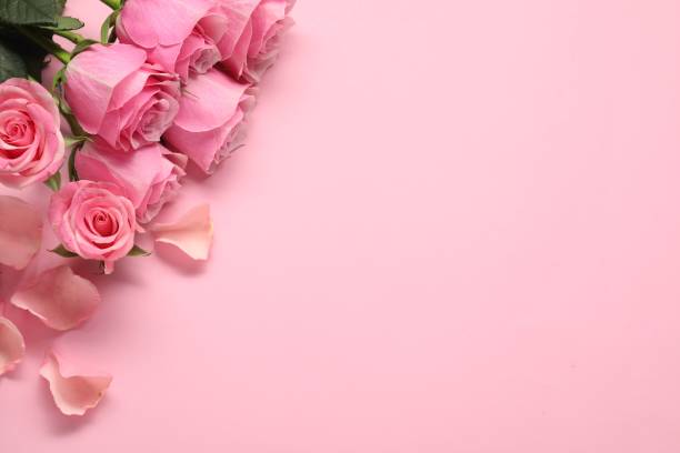 istock Beautiful roses on pink background, top view. Space for text 1858314290