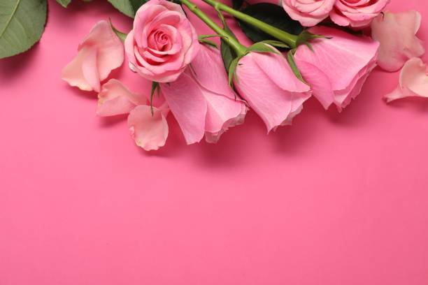 istock Beautiful roses on pink background, top view. Space for text 1858314291