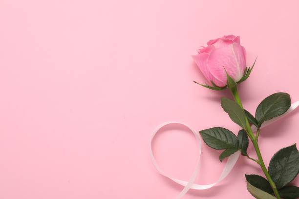 istock Beautiful rose and ribbon on pink background, top view. Space for text 1858314297