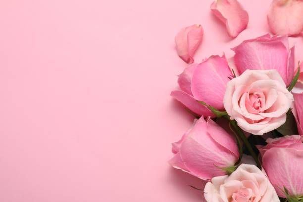 istock Beautiful roses and petals on pink background, top view. Space for text 1858314838