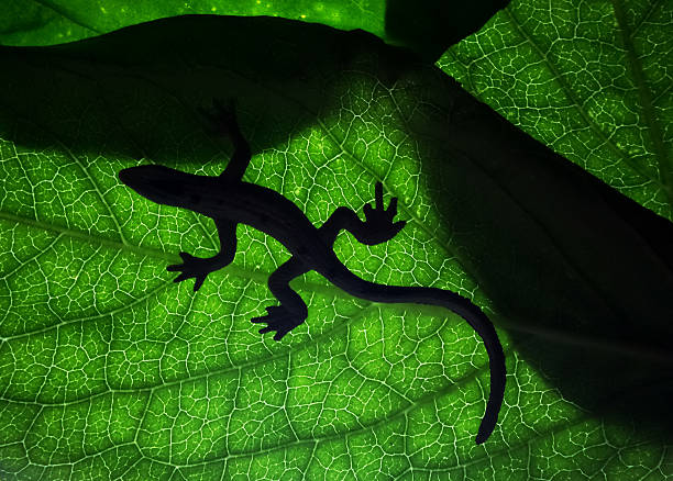 蜥蜴 - chameleon africa rainforest leaf ストックフォトと画像