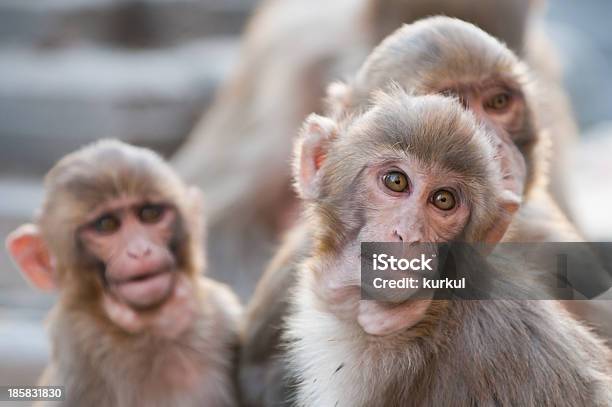 Macacos - Fotografias de stock e mais imagens de Animal - Animal, Ao Ar Livre, Cabeludo
