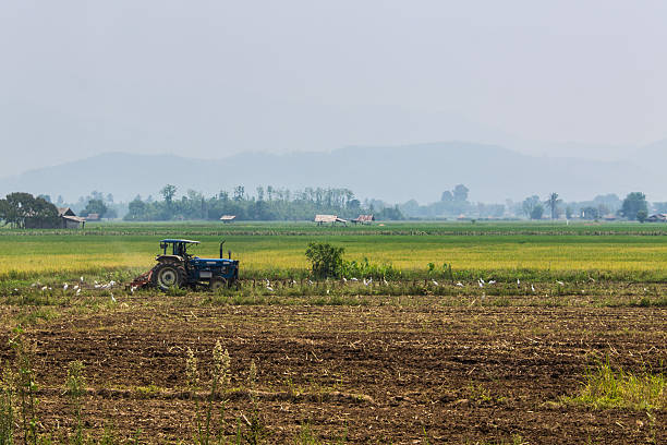 istock Agriculture plowing tractor on wheat cereal fields 185831914