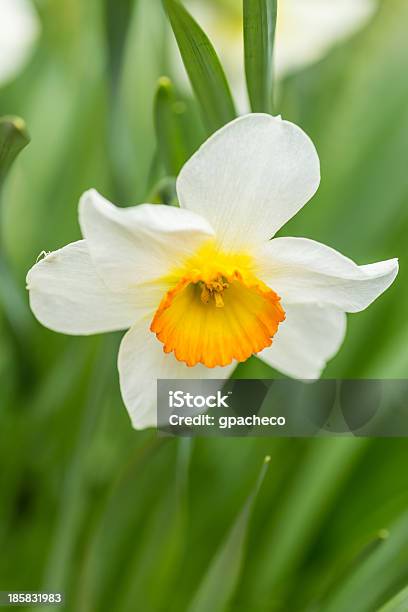 White And Yellow Daffodil Stock Photo - Download Image Now - Daffodil, Geranium, Aromatherapy Oil