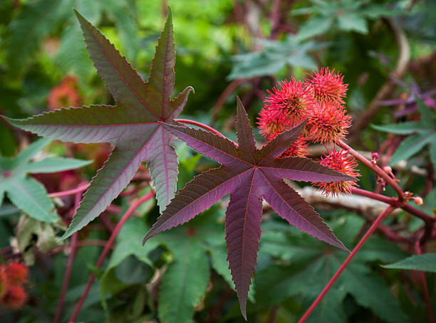 Castor oil plant with red prickly fruits and colorful leaves Castor oil plant with red prickly fruits and colorful leaves castor bean plant photos stock pictures, royalty-free photos & images