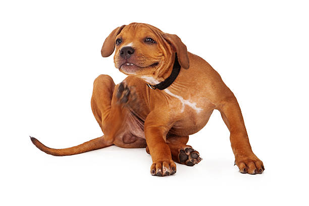 Pit Bull Puppy Scratching stock photo