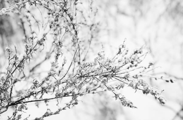 istock Branches of a deciduous grass, bushes covered with ice crust after freezing rain, fragment, background 1858331347