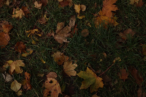Autumn dry leaves on green grass outdoors, top view