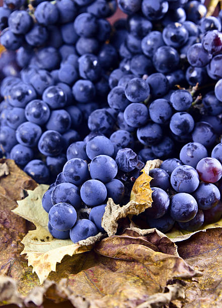 istock crop of grapes for wine manufacture 185834096