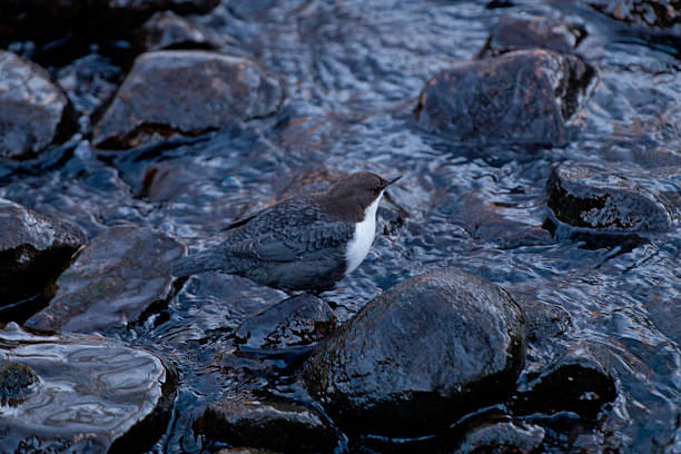 Dipper in the rocky, wet wilderness A white-throated dipper standing amongst some rocks in a stream. cinclidae stock pictures, royalty-free photos & images