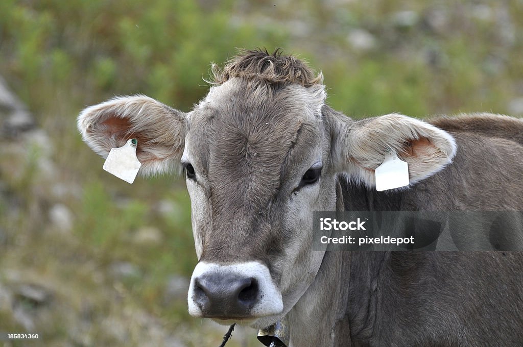 Cow - 로열티 프리 갈투르 스톡 사진