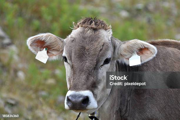 Cow 갈투르에 대한 스톡 사진 및 기타 이미지 - 갈투르, 경관, 관광