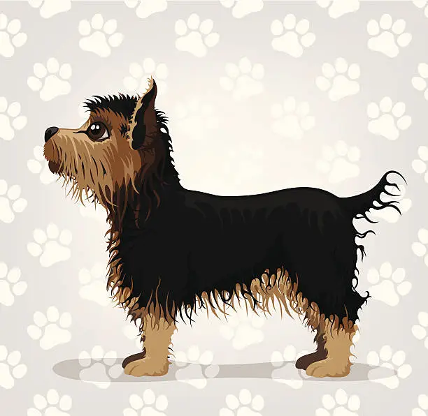Vector illustration of Yorkshire Terrier