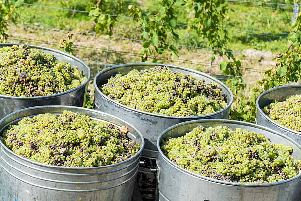 istock Containers Full Of White Grapes On The Trailer 185834523