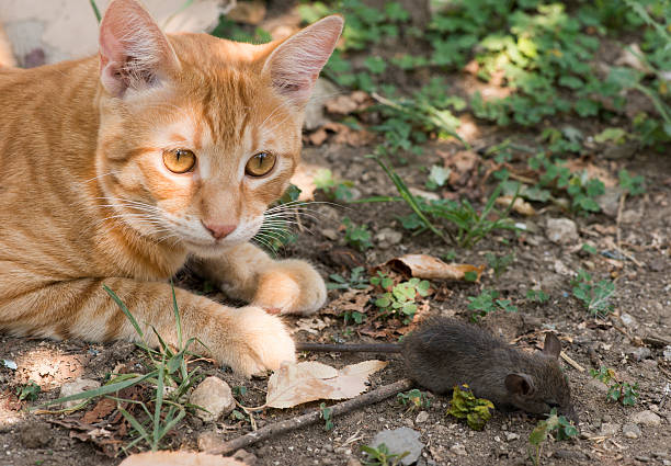 istock Cat and mouse in garden 185834527