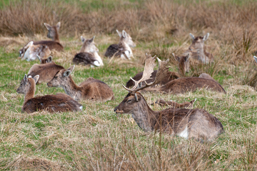 Fallow deer engage with the environment, exemplifying the serene essence of wildlife. Captured amidst the verdant backdrop of their natural habitat, the image reflects a moment of the deer's daily life – whether it's foraging, resting, or observing its surroundings. The particular stance and gaze of the deer provide a glimpse into its gentle existence within the ecosystem.