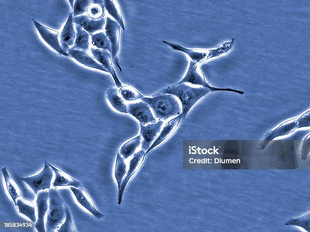 Halswirbelsäule Krebszelle Line Stockfoto und mehr Bilder von Lasermikroskop-Aufnahme - Lasermikroskop-Aufnahme, Biologie, Fotografie