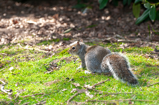 A grey squirrel forages in the grass, its bushy tail and alert eyes indicative of its cautious nature. The animal's detailed fur texture and the vibrant green backdrop exemplify the wildlife found in pastoral settings.