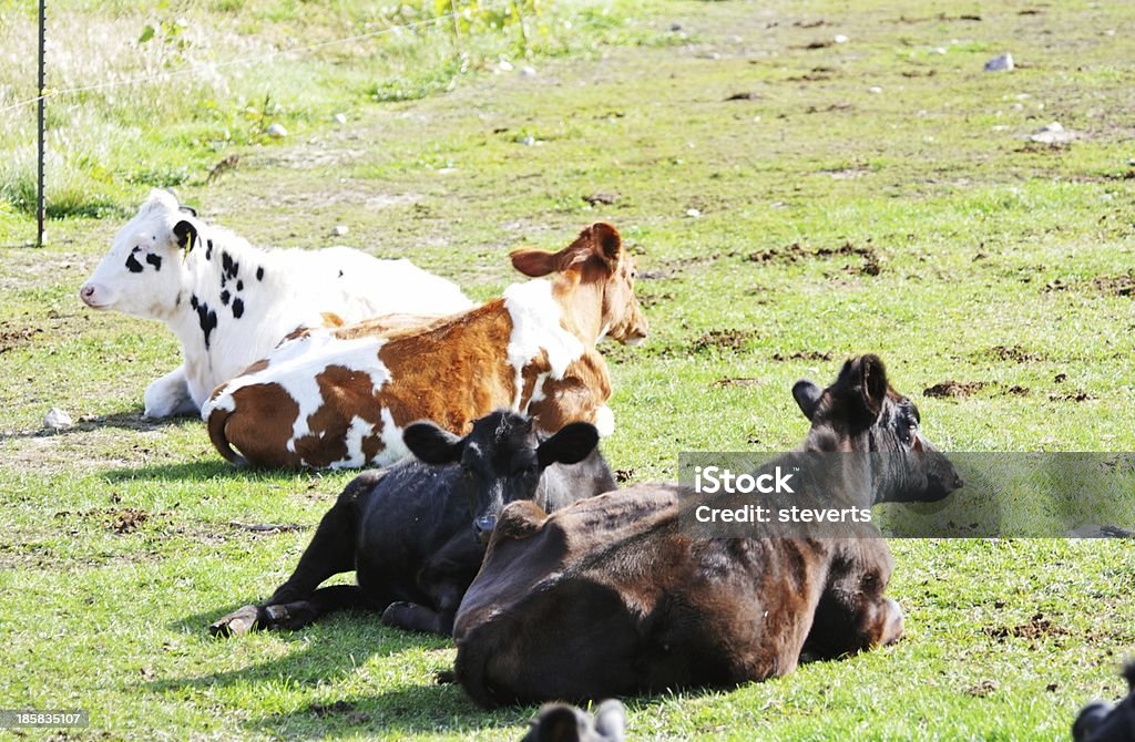 Ruhen Kühe - Lizenzfrei Agrarbetrieb Stock-Foto