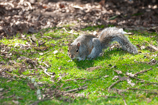 Several eastern gray squirrel at the university of georgia