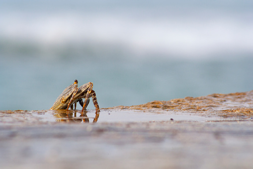 little crab on the sandy beach