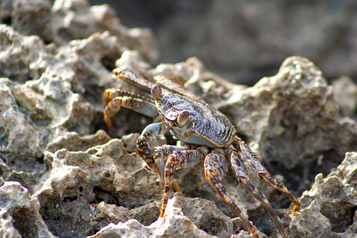 A crab navigates the rocky terrain near water, its pincers and legs poised to manoeuvre the challenging environment. This crustacean's adaptability to both land and sea is highlighted by the wet, rugged surface it traverses.