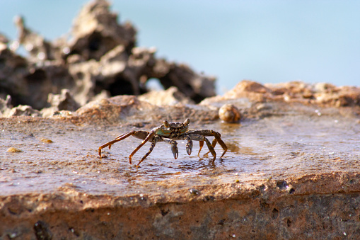 A crab navigates the rocky terrain near water, its pincers and legs poised to manoeuvre the challenging environment. This crustacean's adaptability to both land and sea is highlighted by the wet, rugged surface it traverses.