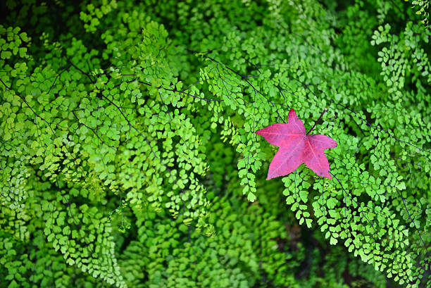 red maple leaf falling down on the green color fern background in the Autumn