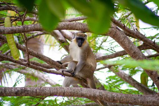 A vervet monkey, a species renowned for its social nature and widespread presence across East Africa. These primates are easily identified by their distinctive black faces and grey body fur, often spotted in woodland and savannah near water sources.