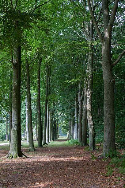 istock Lane with beech trees at Groeneveld Estate in summer 185835479