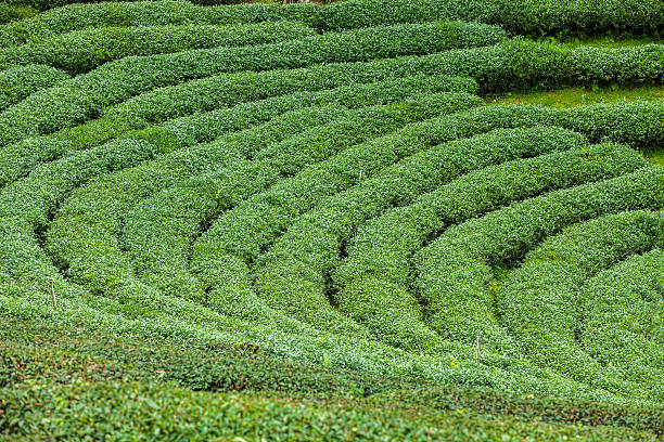 istock Tea plantations in Thailand. 185835503