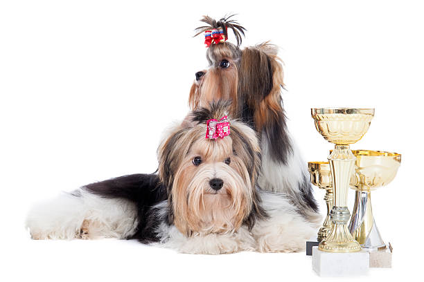 istock Two dogs of breed Yorkshire terrier with cups 185835739
