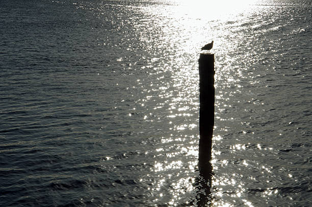 Bollard Bollard in the Kiel Fjord. bollard pier water lake stock pictures, royalty-free photos & images