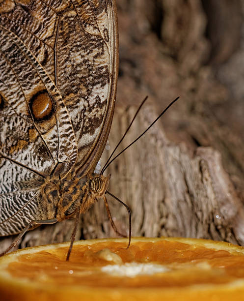 istock Macro photograph of a butterfly 185836350