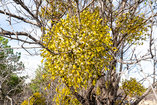 European Mistletoe (Viscum album) hemi-parasitic shrub growing on branches.