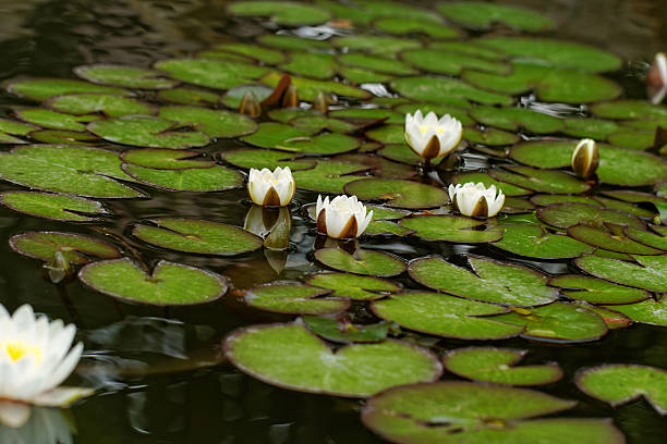 istock water lily on the pond 185836819