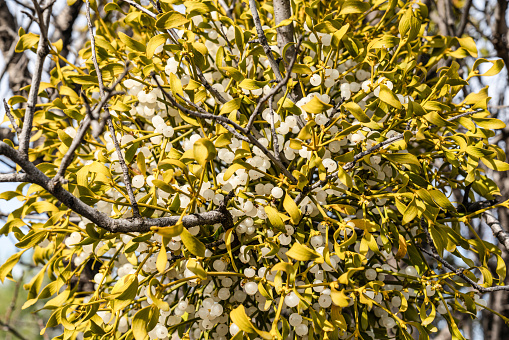 Close up view of European Mistletoe (Viscum album) hemi-parasitic shrub growing on branches.