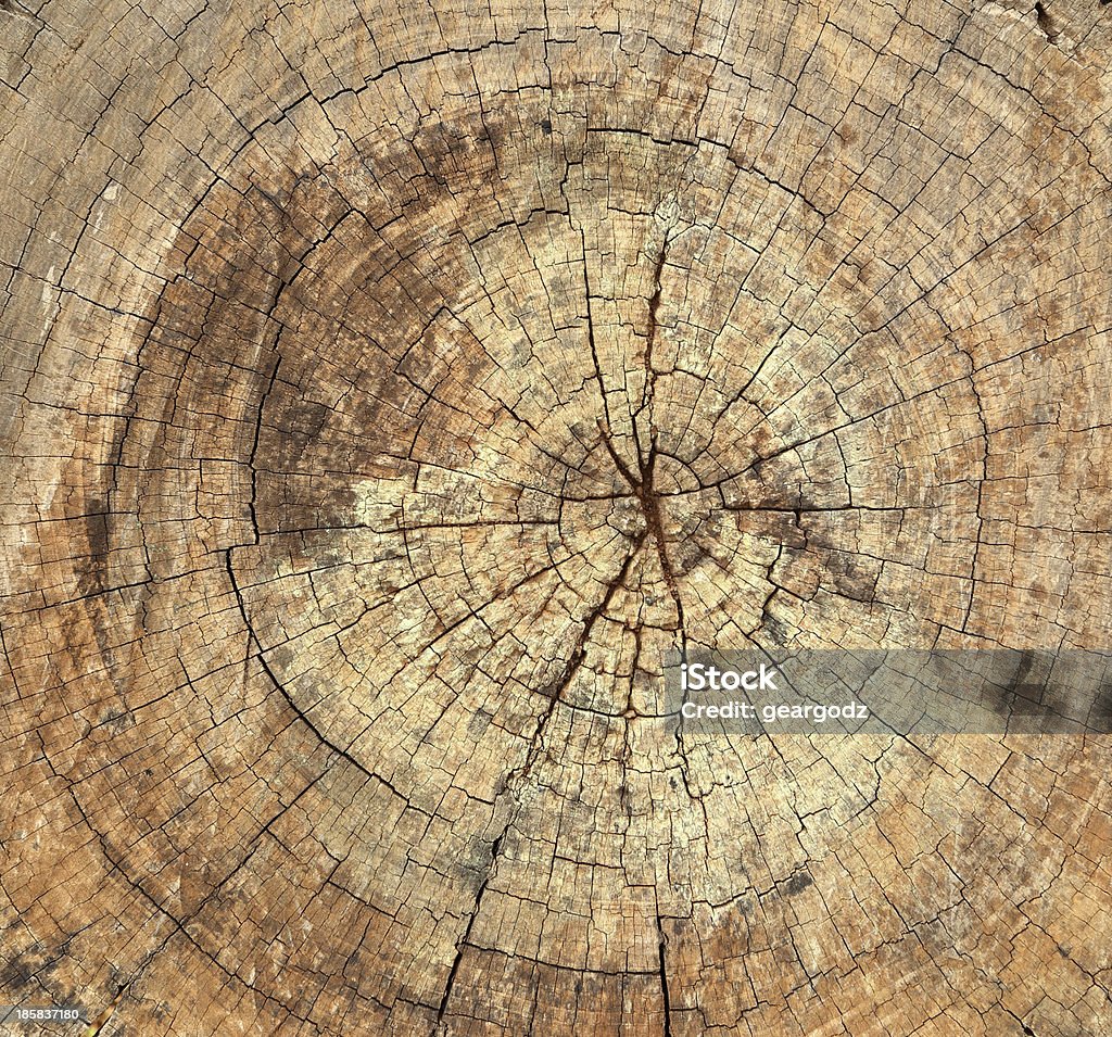 old tree stump texture old tree stump texture background Abstract Stock Photo