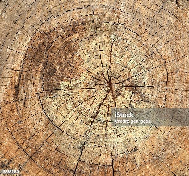 Old Tree Stump Texture Stock Photo - Download Image Now - Abstract, Brown, Circle