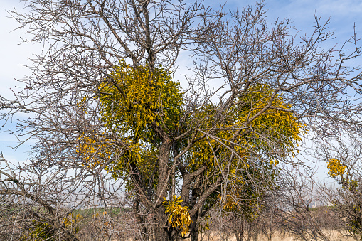 Many European Mistletoe (Viscum album) hemi-parasitic shrubs growing on a tree.