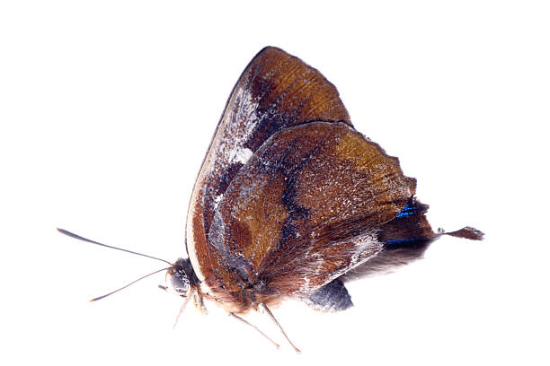 istock butterfly silver streak blue 185837386